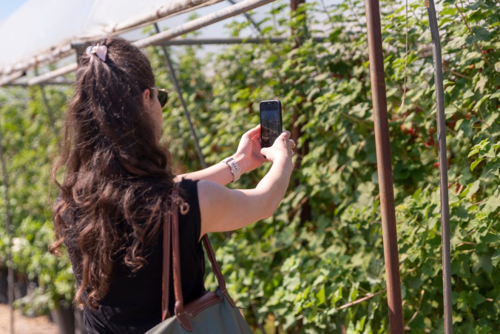 Foto's maken van de rode bessen planten